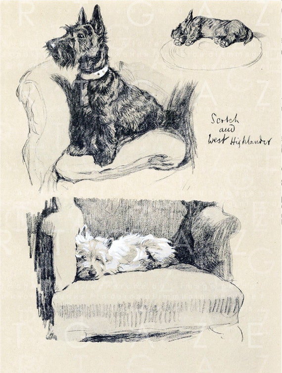 SCOTTISH WESTIE AND CAIRN TERRIER DOGS VINTAGE STYLE DOG ART PRINT READY MATTED