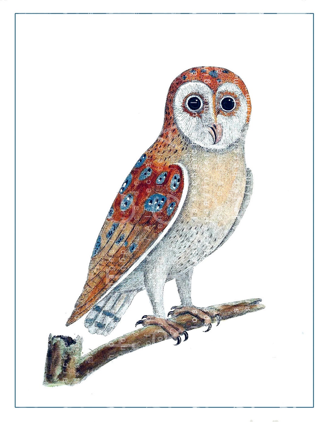 White OWL Wall ART Printable Vintage Illustration Digital Etsy