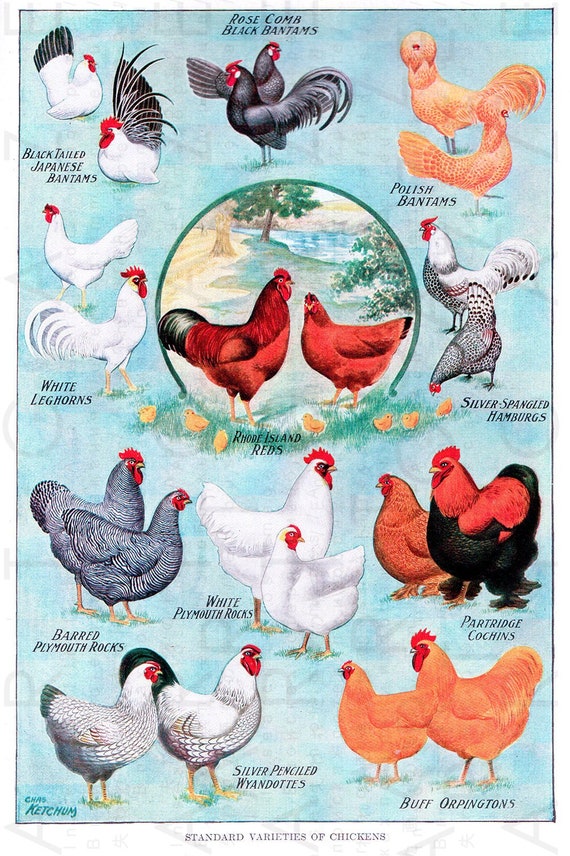 Chicken Breed Chart Photos