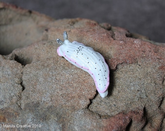 Ciatus the Nudibranch (Dermatobranchus fasciatus)