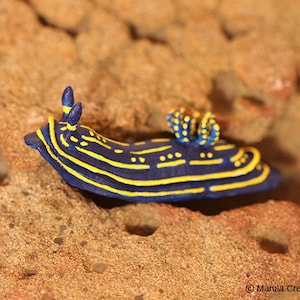 Feli the Nudibranch (Felimare picta)