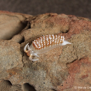 Rena the Nudibranch (Cerberilla pungoarena)