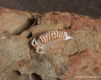 Rena the Nudibranch (Cerberilla pungoarena)