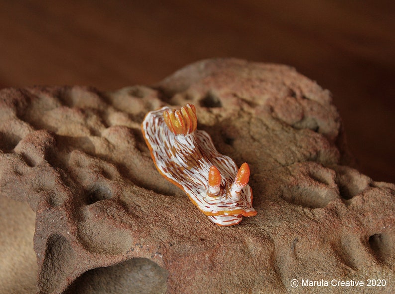 Qua the Nudibranch Chromodoris quagga