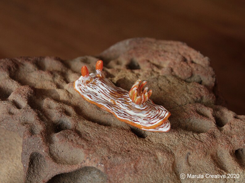 Qua the Nudibranch Chromodoris quagga