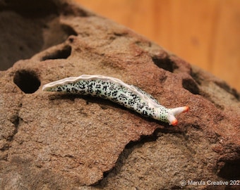Carl the Nudibranch (Thuridilla carlsoni)