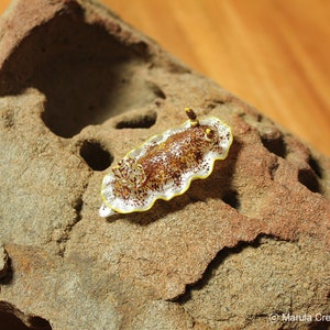 Eeni the Nudibranch (Aphelodoris greeni)
