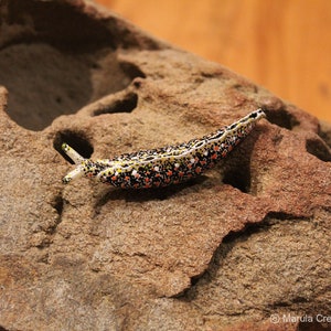 Lavo the Nudibranch (Thuridilla flavomaculata)