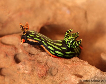 Yana the Nudibranch (Nembrotha kubaryana)