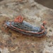 see more listings in the Nudibranch ornaments section