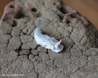 Ulu the Nudibranch (Dermatobranchus oculus)