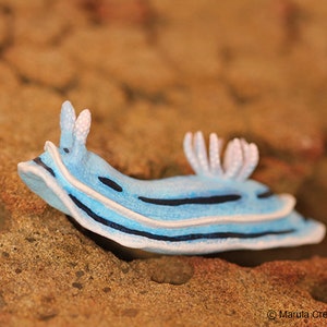 Lani the Nudibranch (Chromodoris willani)