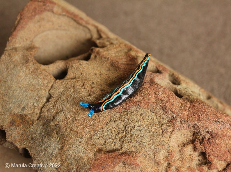 Vida the Nudibranch Thuridilla livida image 3