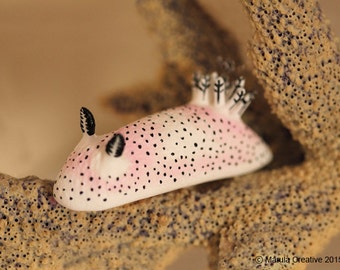 Unna the Nudibranch (Jorunna parva "Sea Bunny")