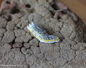 Tria the Nudibranch (Dermatobranchus striatus)