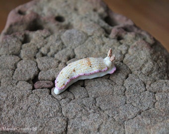 Mani the Nudibranch (Dermatobranchus rodomani)