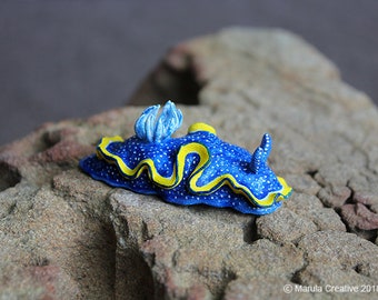 Vespa the Nudibranch (Glossodoris vespa)