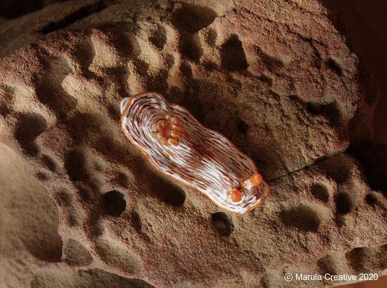 Qua the Nudibranch Chromodoris quagga