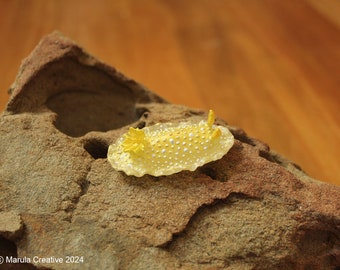 Rea the Nudibranch (Doriopsilla aurea)