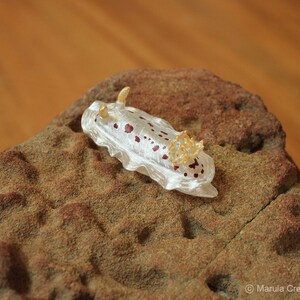 SP4 the Nudibranch (Aphelodoris sp. 4)