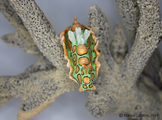 Mino the Nudibranch (sagaminopteron Psychedelicum) - 