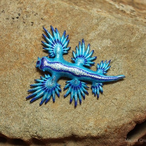 Atlan the Nudibranch Glaucus atlanticus Blue Dragon image 6