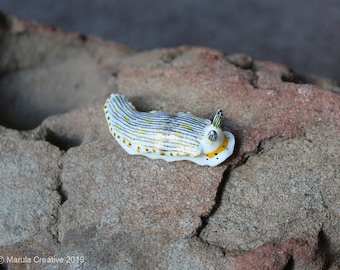 Riatus the Nudibranch (Dermatobranchus semistriatus)