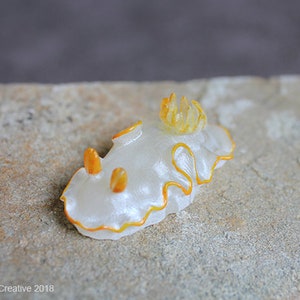 Ado the Nudibranch (Ardeadoris sp)
