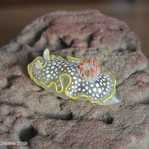 Ardea the Nudibranch (Ardeadoris undaurum)