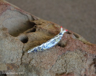 Vata the Nudibranch (Thuridilla vataae)