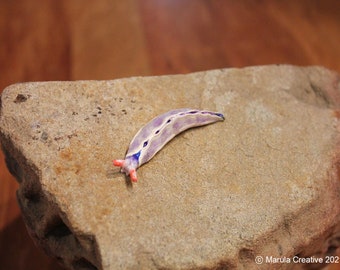 Losa the Nudibranch (Thuridilla albopustulosa)