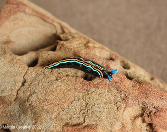 Vida the Nudibranch (Thuridilla livida)