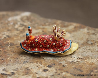Charlot the Nudibranch (Goniobranchus charlottae)