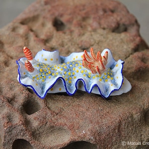 Landi the Nudibranch (Hypselodoris bollandi)