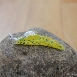 Noe the Nudibranch (Oxynoe sp)
