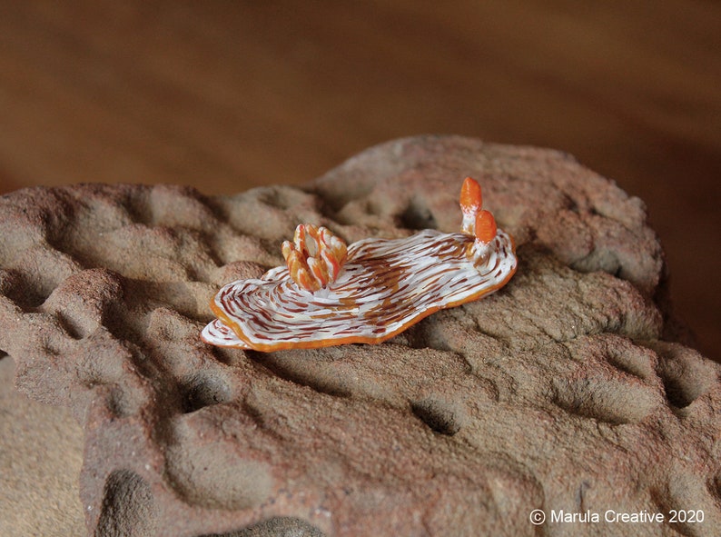 Qua the Nudibranch Chromodoris quagga