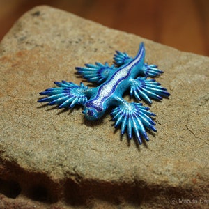 Atlan the Nudibranch Glaucus atlanticus Blue Dragon image 4