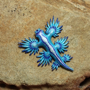 Atlan the Nudibranch Glaucus atlanticus Blue Dragon image 9