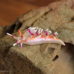 Puede incluir: Un pequeño caracol de mar blanco y naranja con rayas rosas y protuberancias blancas y puntiagudas. El caracol de mar está sobre una roca marrón.
