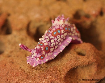 Doris the Nudibranch (Dendrodoris denisoni)
