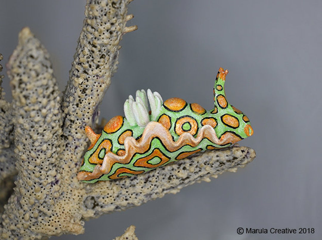 Mino the Nudibranch (sagaminopteron Psychedelicum) - 