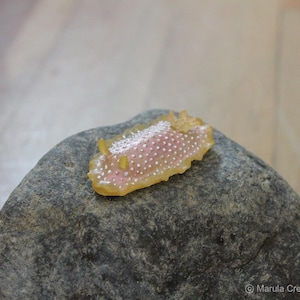 Mela the Nudibranch (Driopsilla gemela)