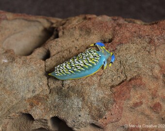 C8 the Nudibranch (Cerberilla sp. 8)