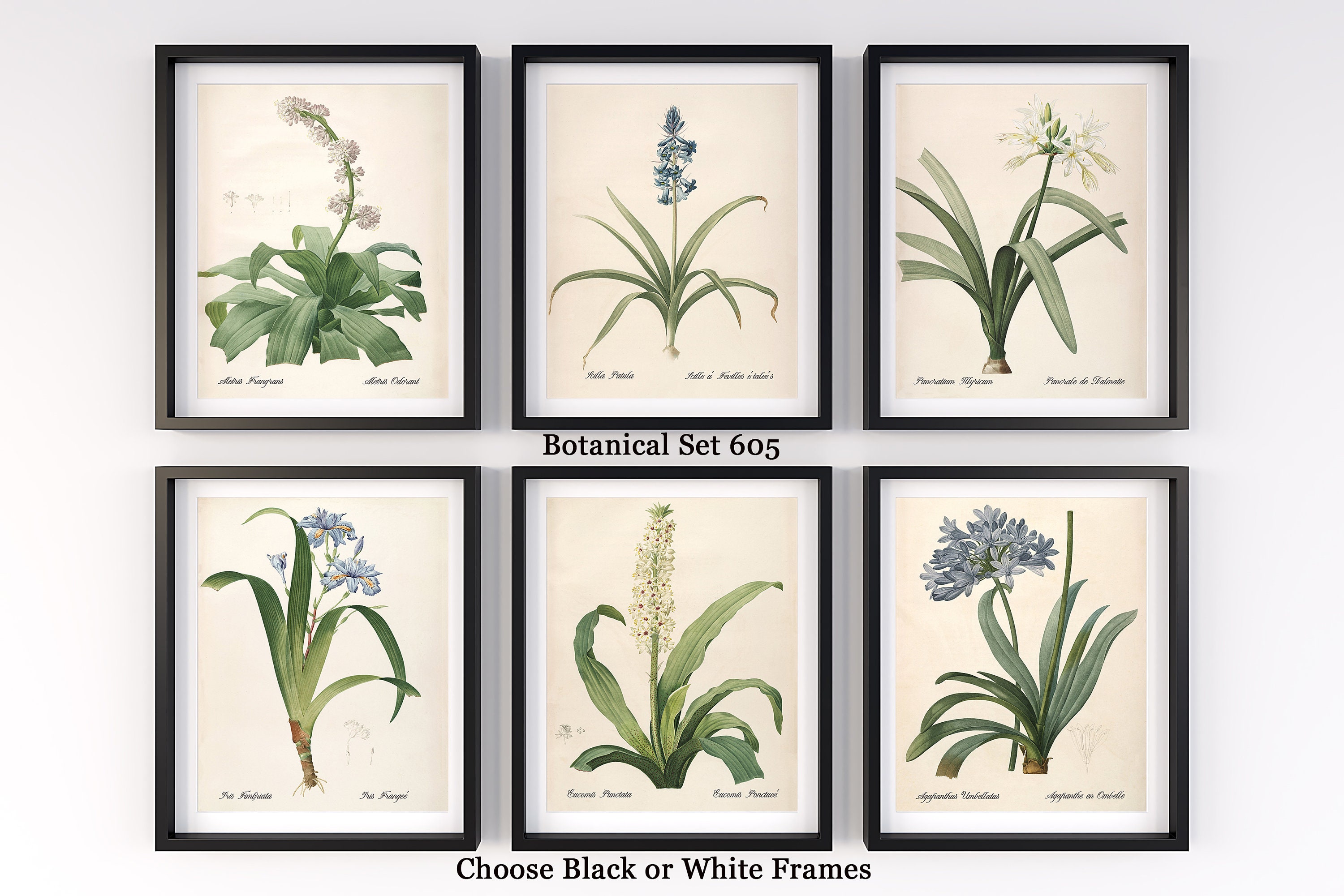 Botanical Print Set Of 6 Wall Art Fl Botanical Sets