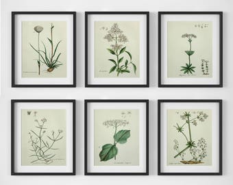 White Flower Print Set, Botanical Print Set of 6, Botanical Wall Art, Vintage Botanical Prints, Antique Floral Art, Botanical Illustrations