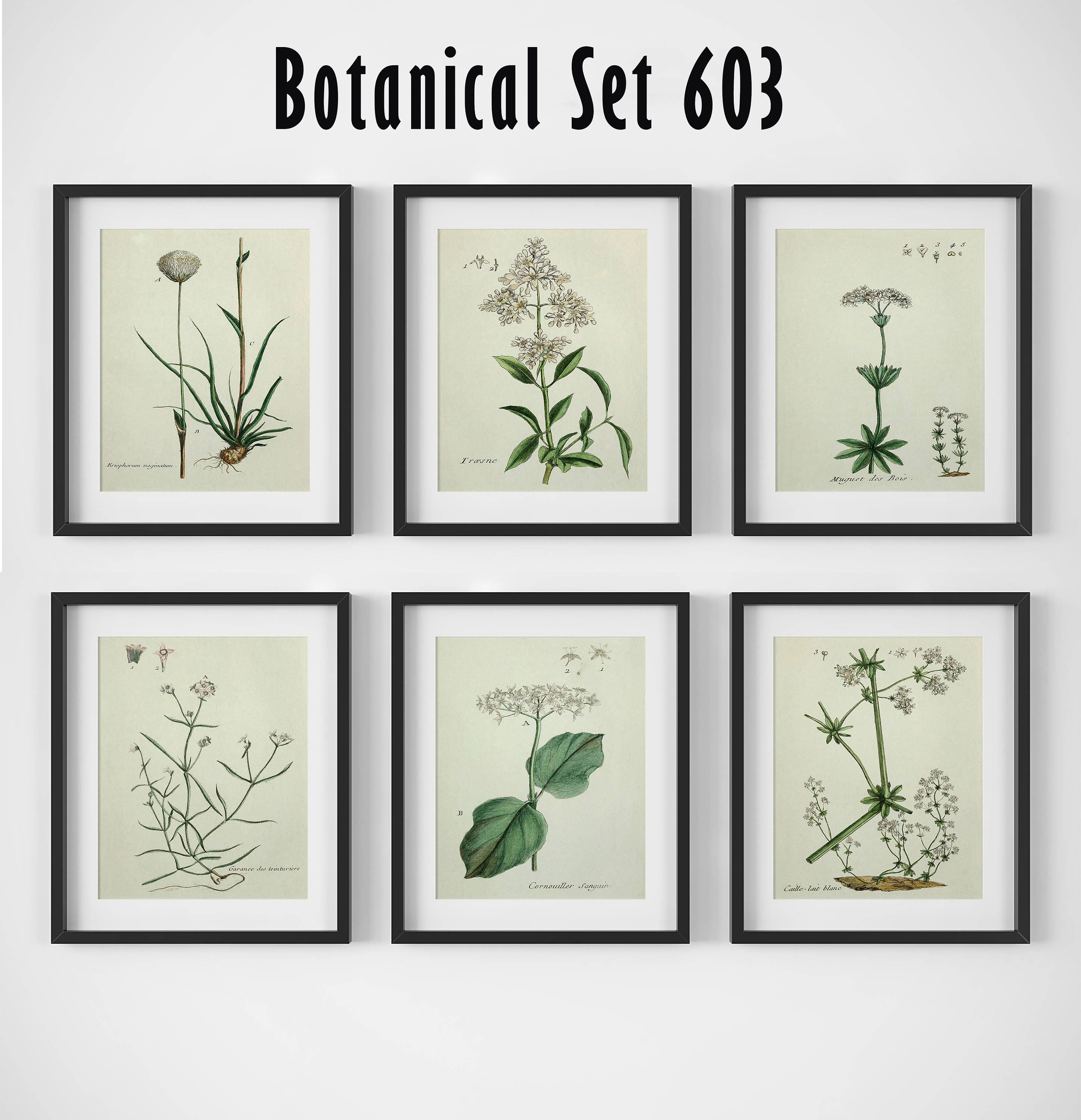 White Flower Print Set Botanical Of 6 Wall Art Botanical Sets