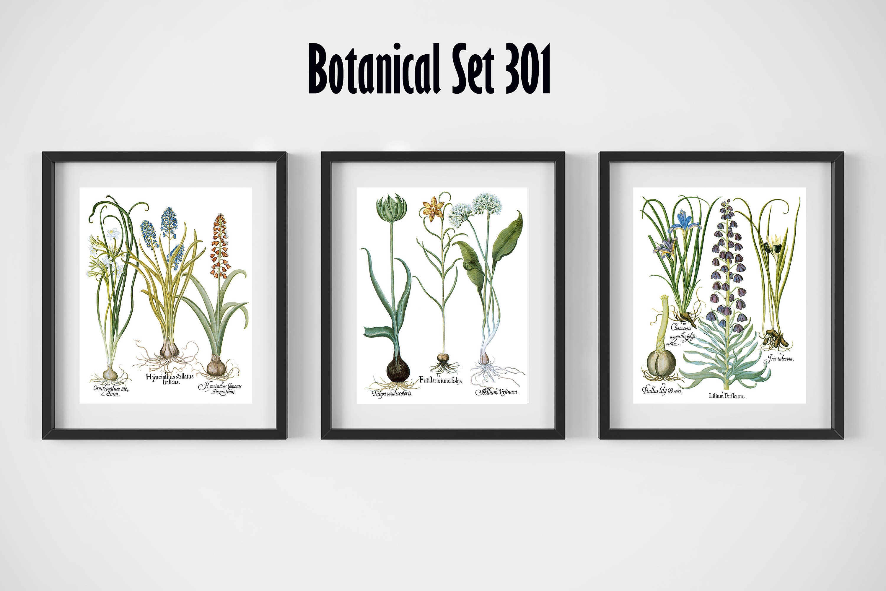 All About Instant Wall Art Botanical Prints 45 Readytoframe Instant Wall Art Botanical Prints 45 Readytoframe