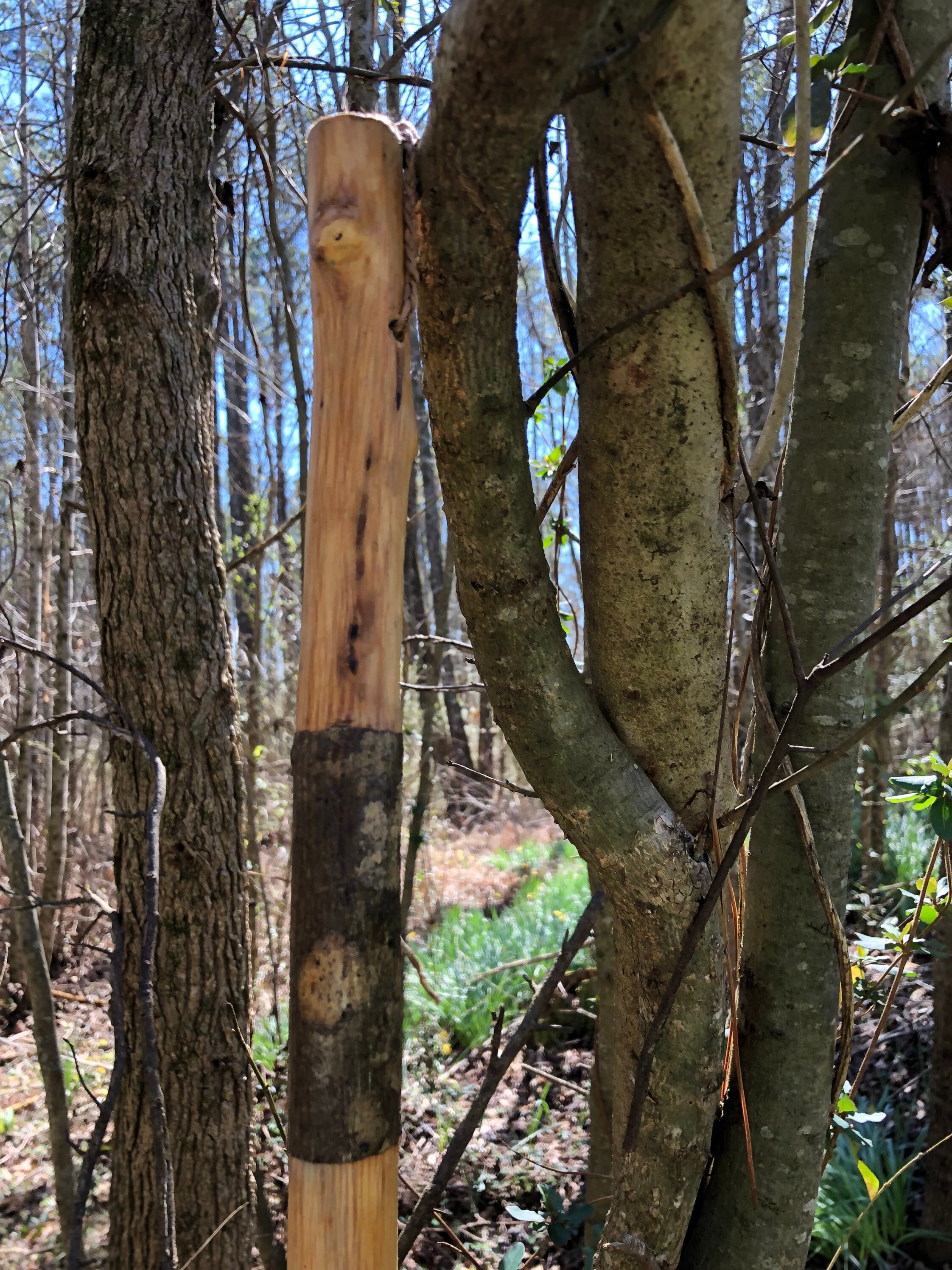 Walking Sticks Handmade from Poplar See Description Etsy