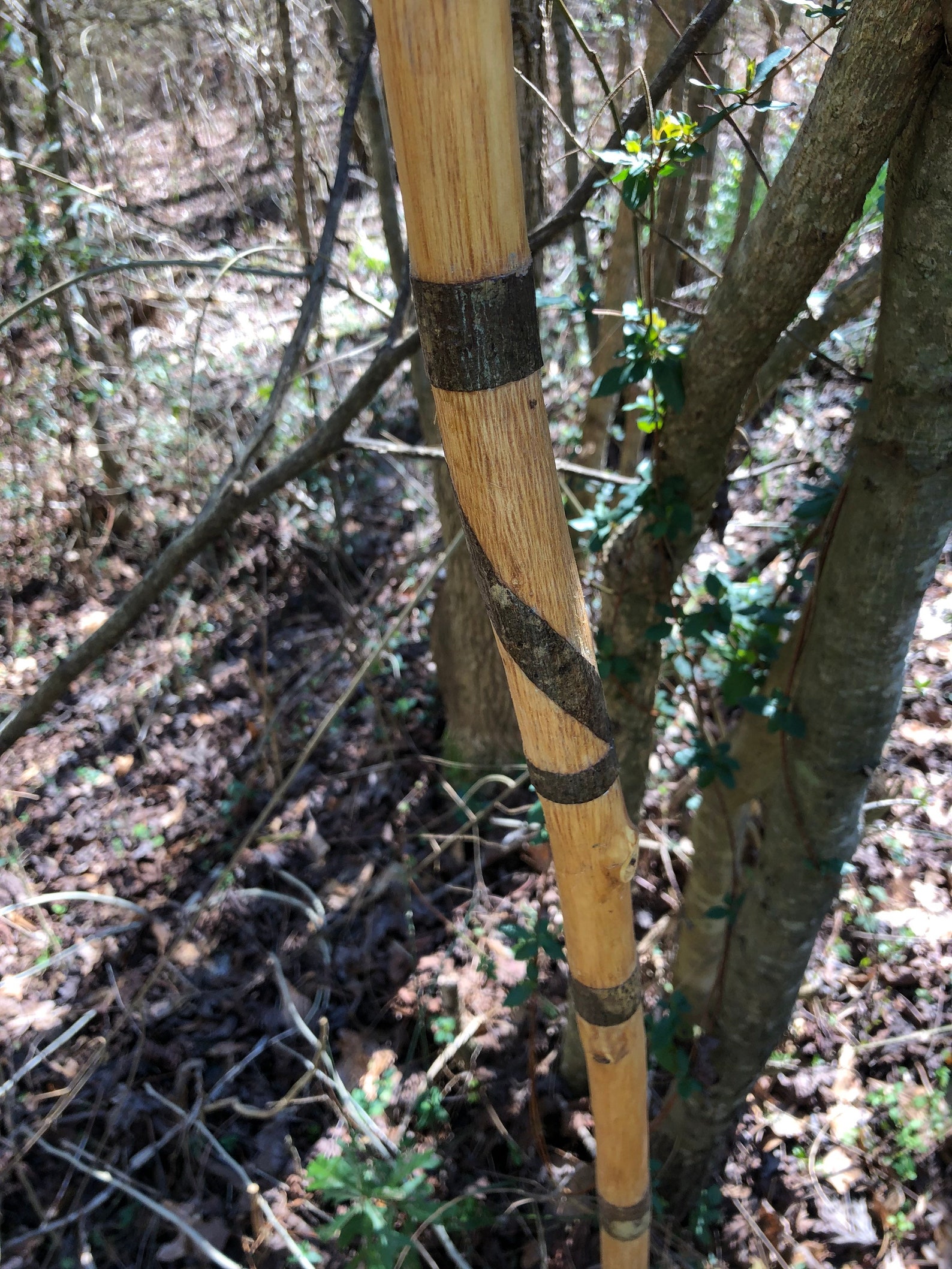 Walking Sticks Handmade from Poplar See Description Etsy