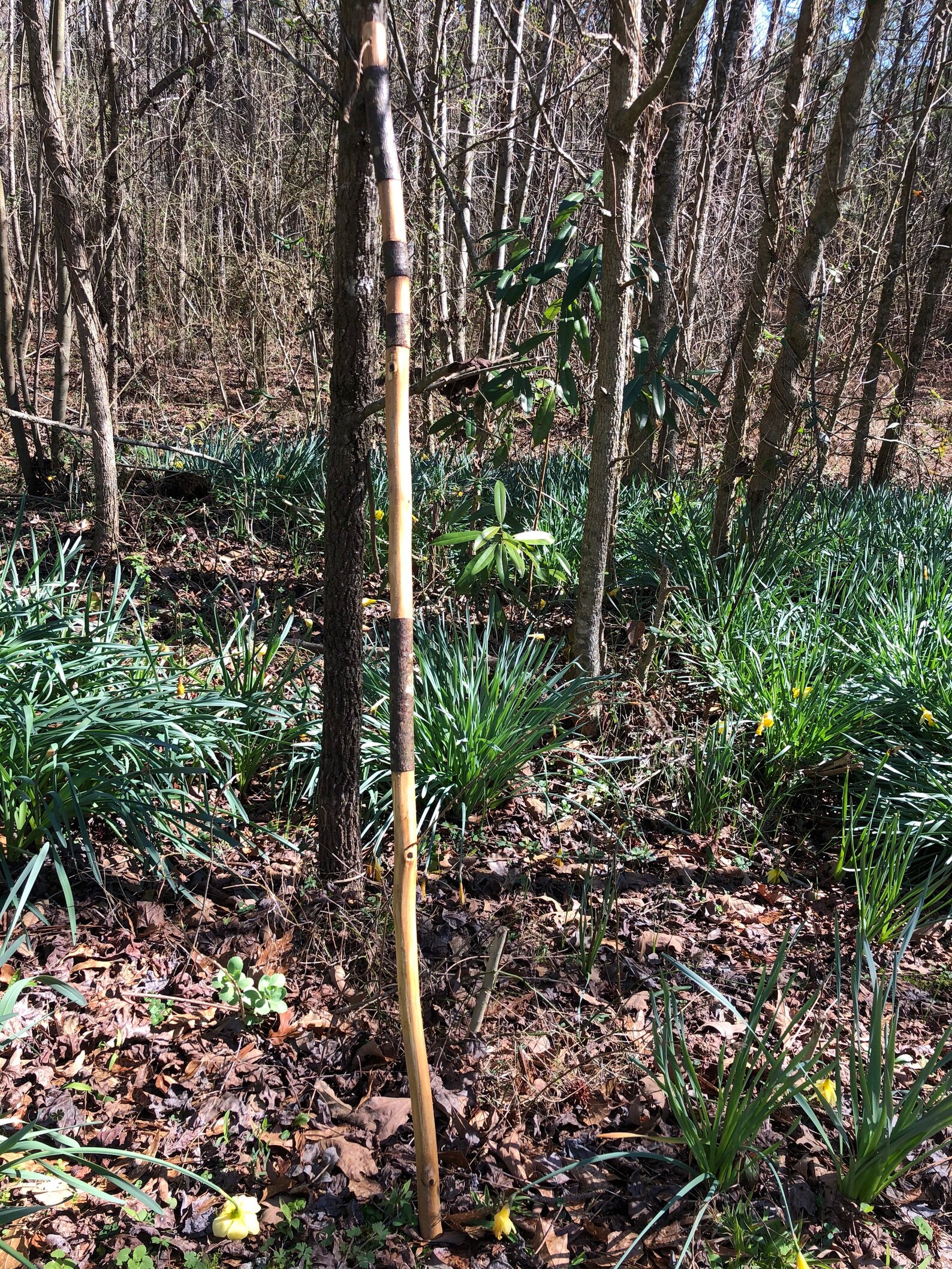 Walking Sticks Handmade From Poplar see Description Etsy